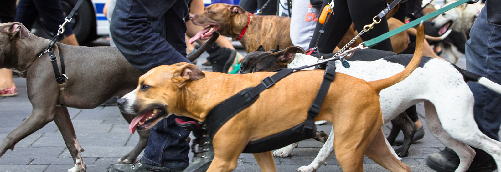 Peace Demonstration against Breed Specific Legislation in Montreal